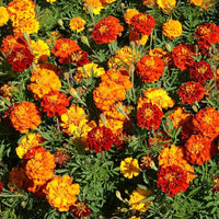 Patula Flower seeds for Planting Long Bloom Season Heirloom & GMO Free Seeds for Home Garden