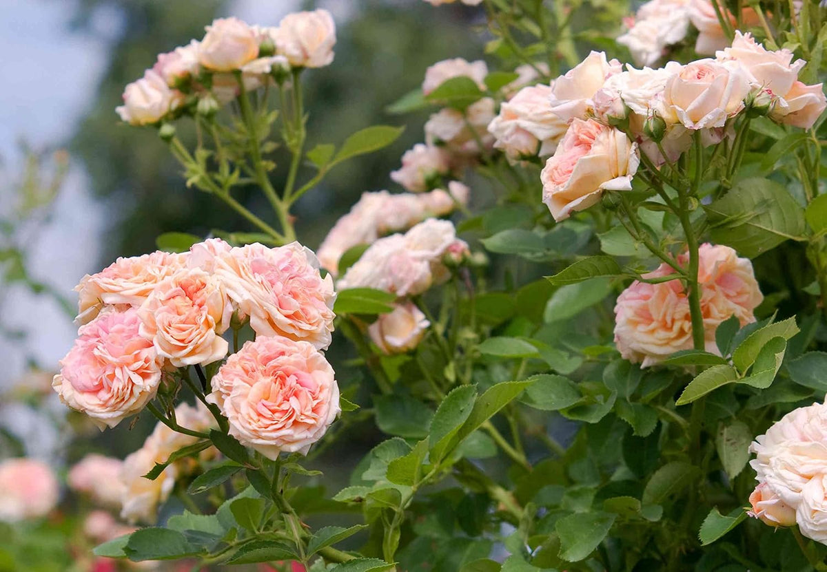Cream Climbing Rose Flower seeds for Planting - Compact Growth, Heirloom & GMO Free Seeds for Home Garden
 
 Sale seeds for planting in home garden