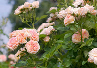 Cream Climbing Rose Flower seeds for Planting Colorful Display Heirloom & GMO Free Seeds for Home Garden