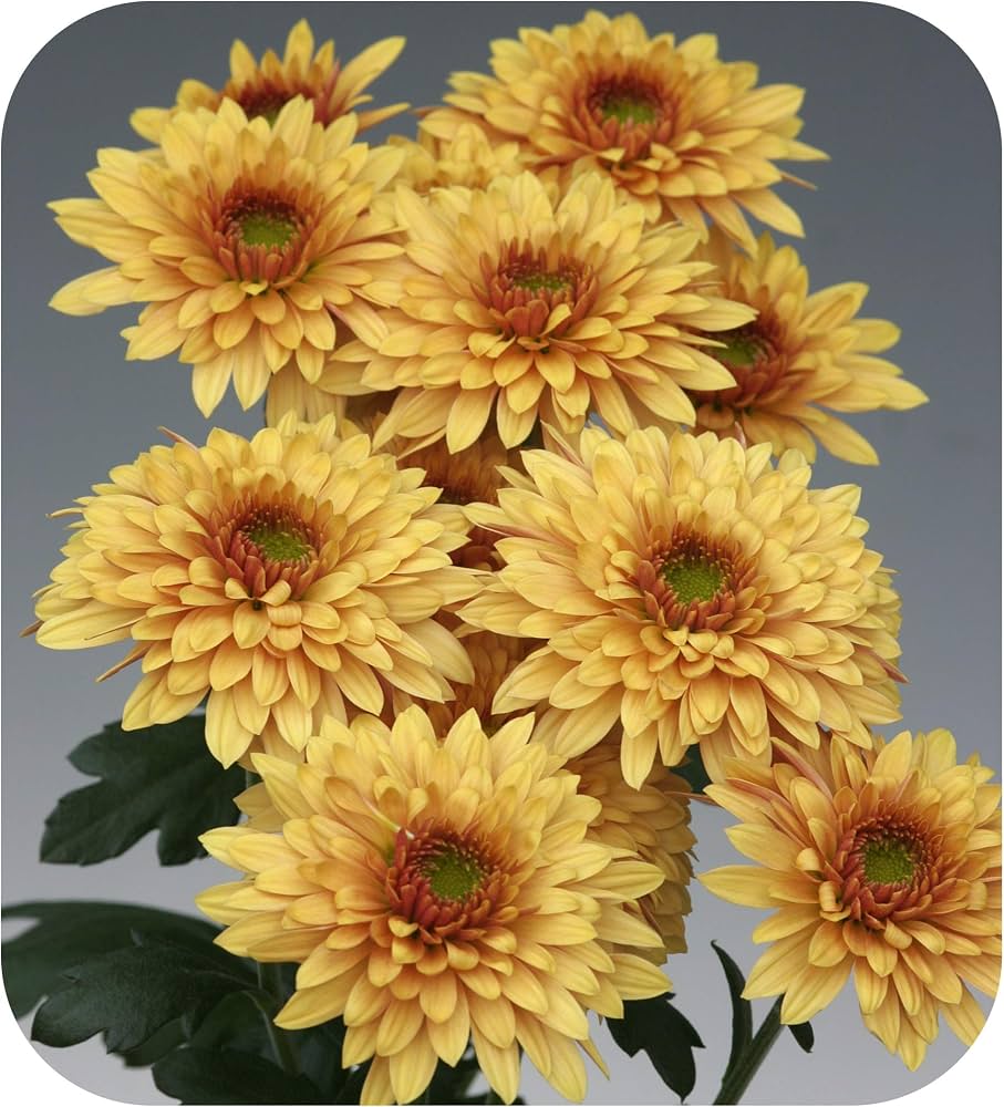 Compact Chrysanthemum Dendranthema plant displaying vibrant bronze blossoms in full bloom.

