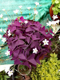 Oxalis Shamrock Flower seeds for Planting Wildflower Mix Heirloom & GMO Free Seeds for Home Garden
