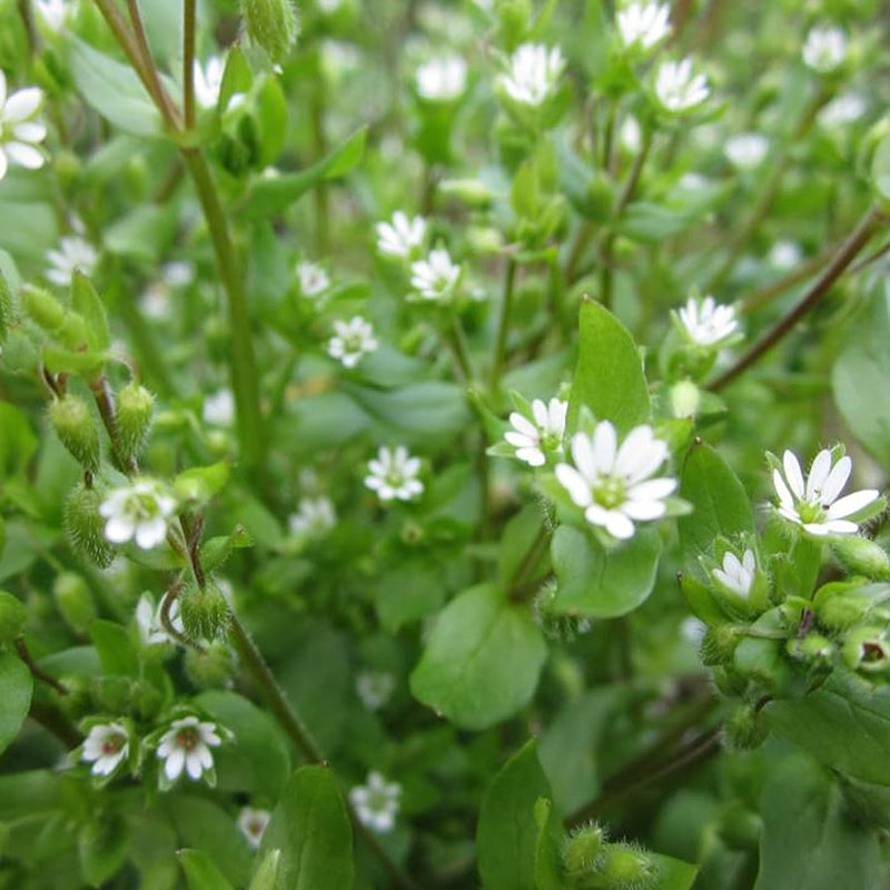 Chickweed Flower Planting Seeds Perfect for Easy Gardening