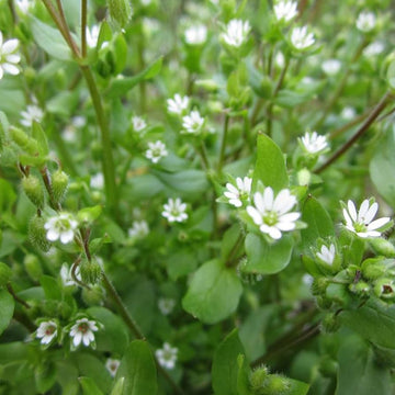 Chickweed Flower Planting Seeds  Perfect for Easy Gardening