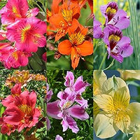 Peruvian Lily Alstroemeria spp for planting in flower bed