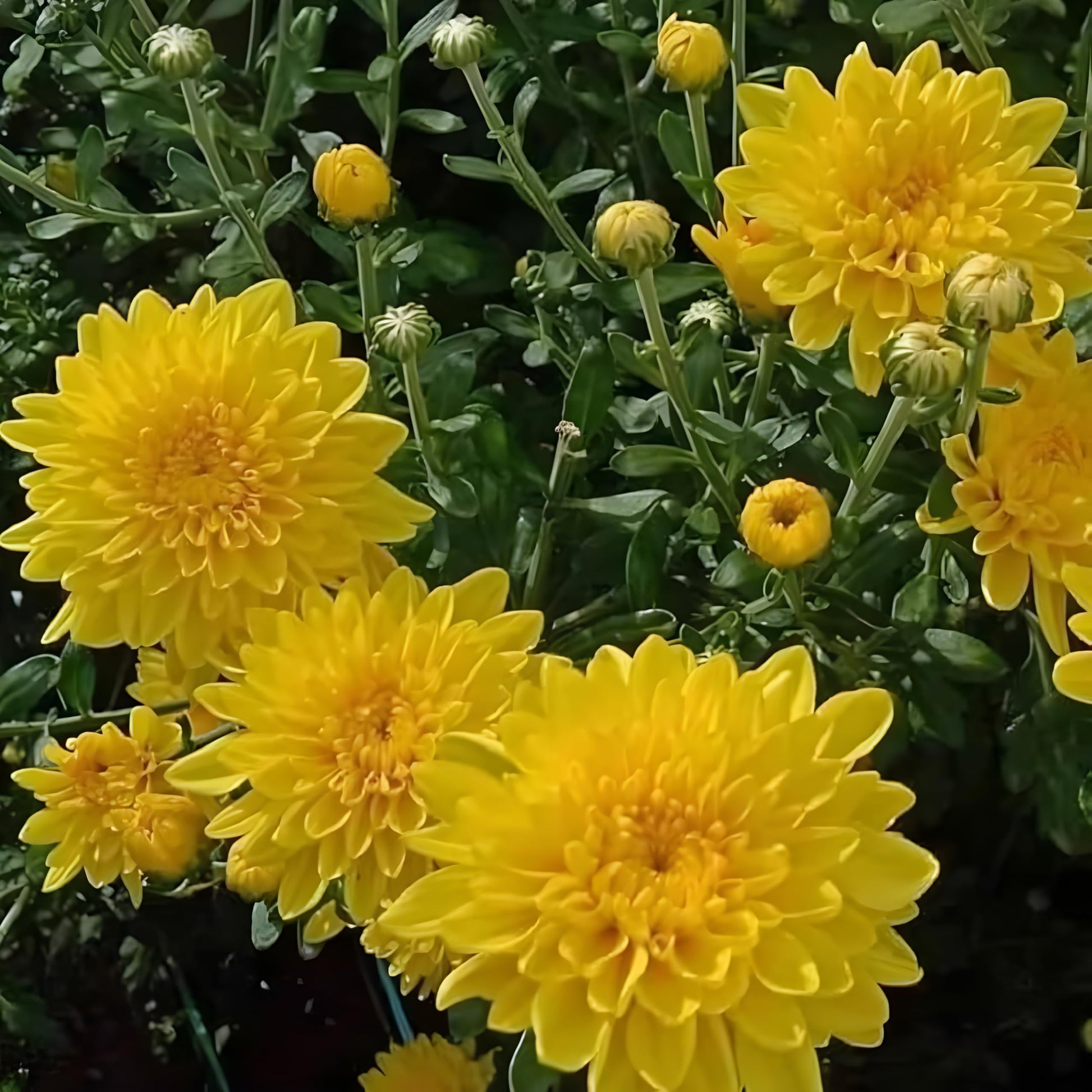 Heirloom Chrysanthemum Flower seeds for Planting Sun Loving Heirloom & GMO Free Seeds for Home Garden
