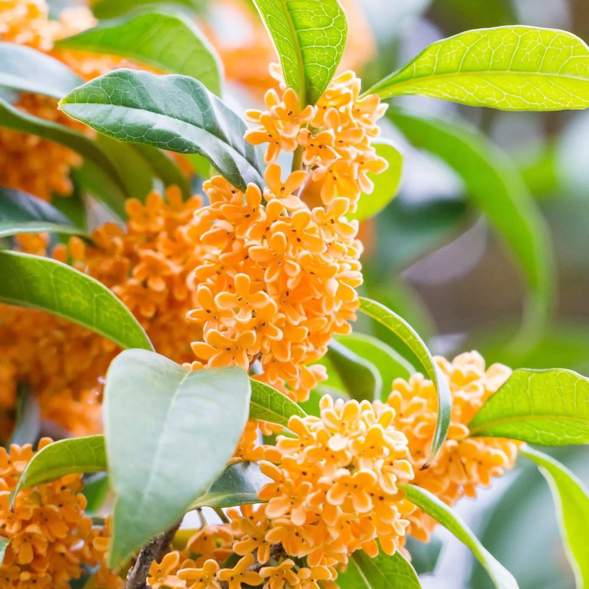 Osmanthus Fragrans Flower seeds for Planting Vibrant Colors Heirloom & GMO Free Seeds for Home Garden
