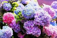 Hydrangea (Hydrangea Flower) seeds for planting in home garden