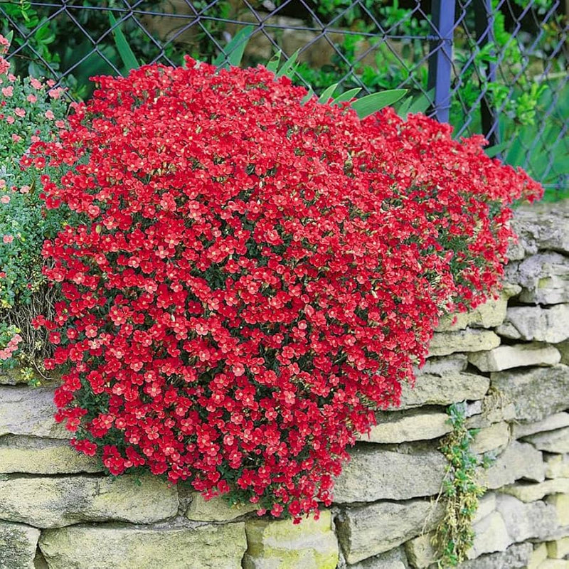 Red Cascade Flower Seeds for Planting Shade Tolerant Heirloom & GMO Free Seeds for Home Garden
 
 Sale