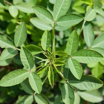 Chipilin herb seeds for planting in home gardens and containers