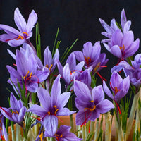 Heirloom Crocus Sativus Flower seeds for Planting Hardy Variety Heirloom & GMO Free Seeds for Home Garden