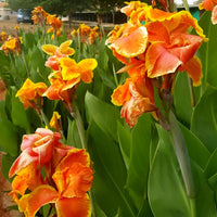 Canna Lily Flower Seeds for Planting – Heirloom & Non-GMO Perennial Garden Flower Seeds