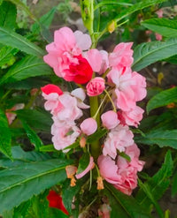 Full Pink Balsamine Flower seeds for Planting - Long Bloom Season, Heirloom & GMO Free Seeds for Home Garden