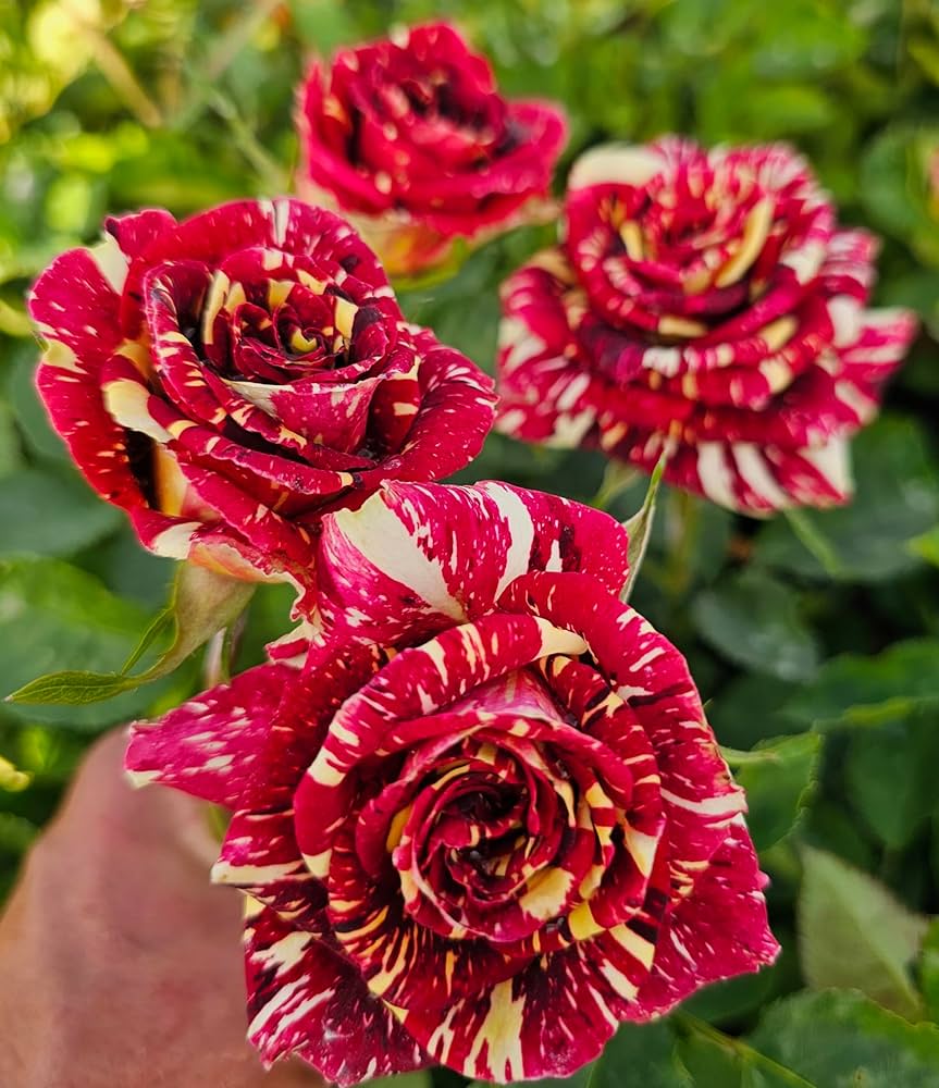 Heirloom Abracadabra Flower seeds for Planting Easy to Grow Heirloom & GMO Free Seeds for Home Garden