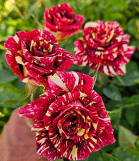 Heirloom Abracadabra Flower seeds for Planting Easy to Grow Heirloom & GMO Free Seeds for Home Garden
