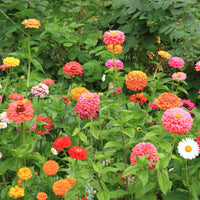 Zinnia Seeds for Garden Beds, Borders, Containers & Outdoor Flower Gardens