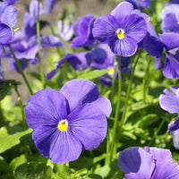 Pansy Cloudless Sky Blue Seeds for Planting Shaded Pots Garden Beds