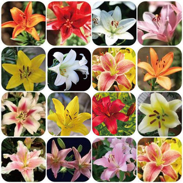 Perfume Lily Flower Seeds For Planting And Gardening