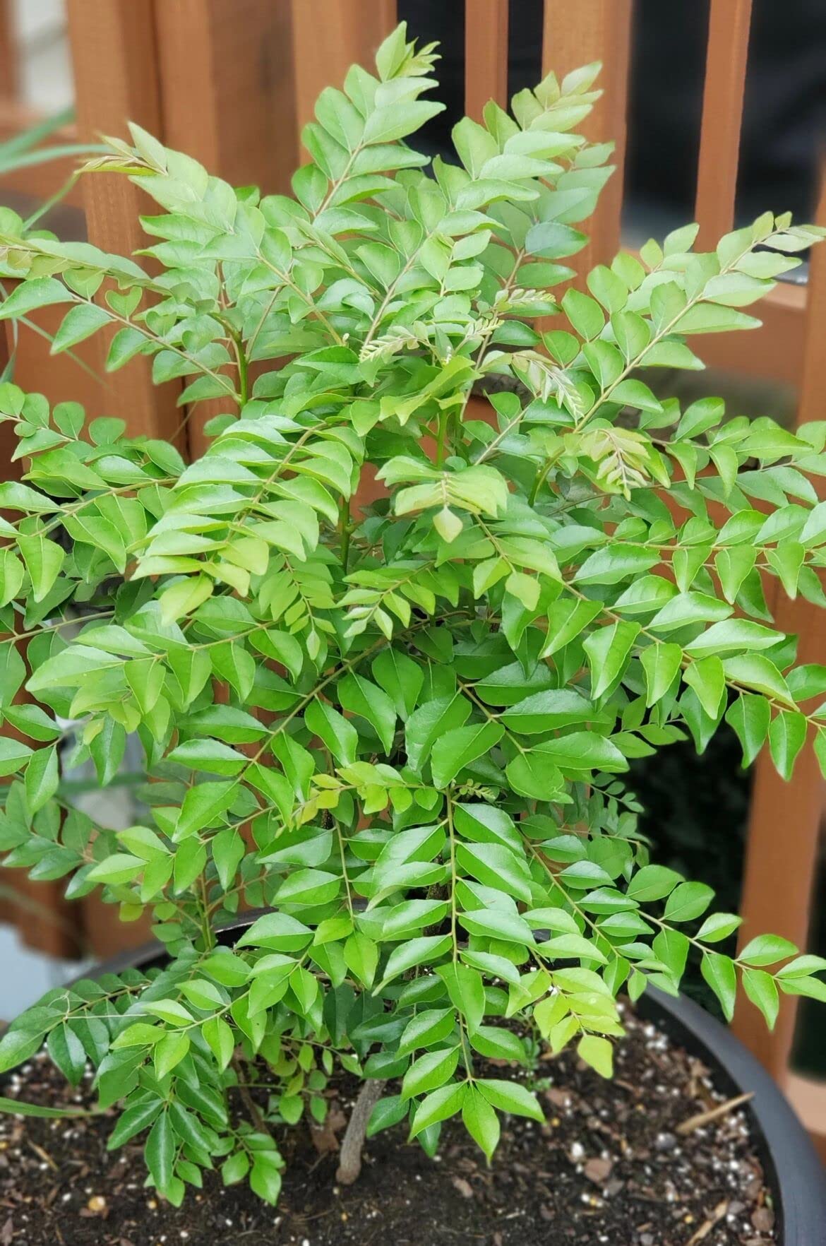 Close-up of aromatic green leaves on a Murraya koenigii plant.