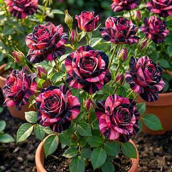 Mixed Rose plants with colorful flowers in a garden