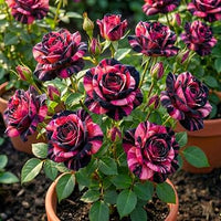 Mixed Rose plants with colorful flowers in a garden