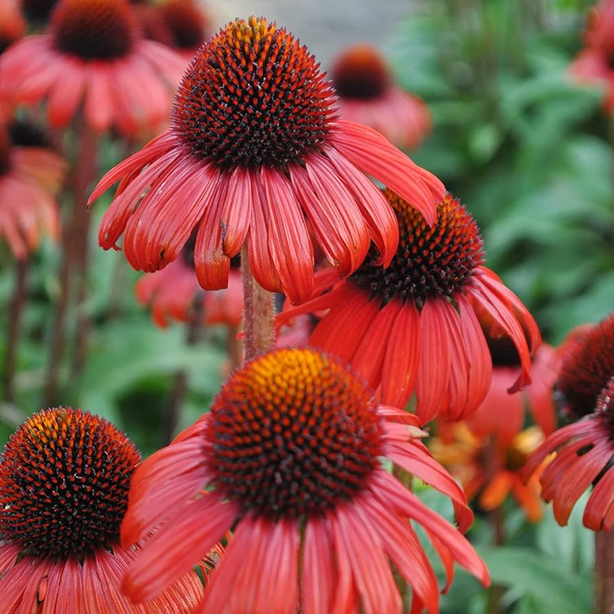 Echinacea Seeds for Planting Echinacea Purpurea light orange flower bed pollinator garden