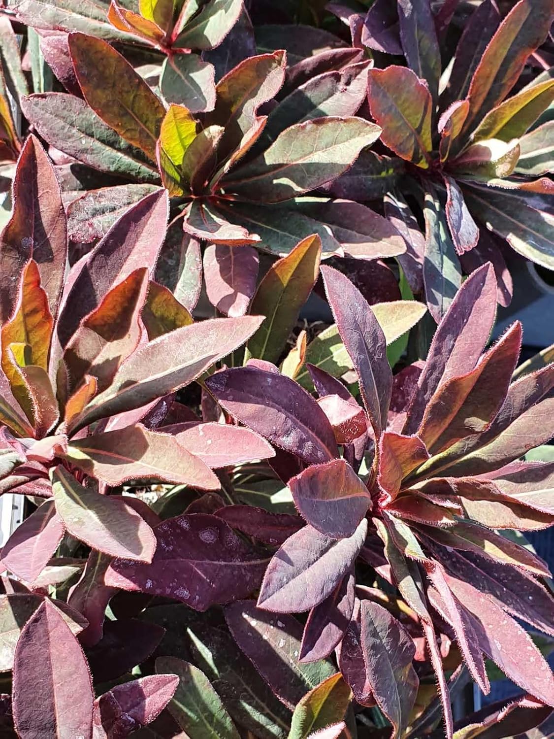 Euphorbia Amygdaloides Flower seeds for Planting - Easy to Grow, Heirloom & GMO Free Seeds for Home Garden
 
 Sale seeds for home garden