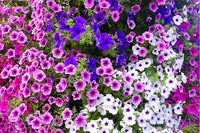 Mixed Hanging Petunia Petunia spp Flower Seeds for Planting in Hanging Baskets