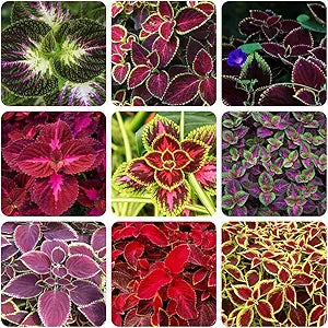 100 Pcs