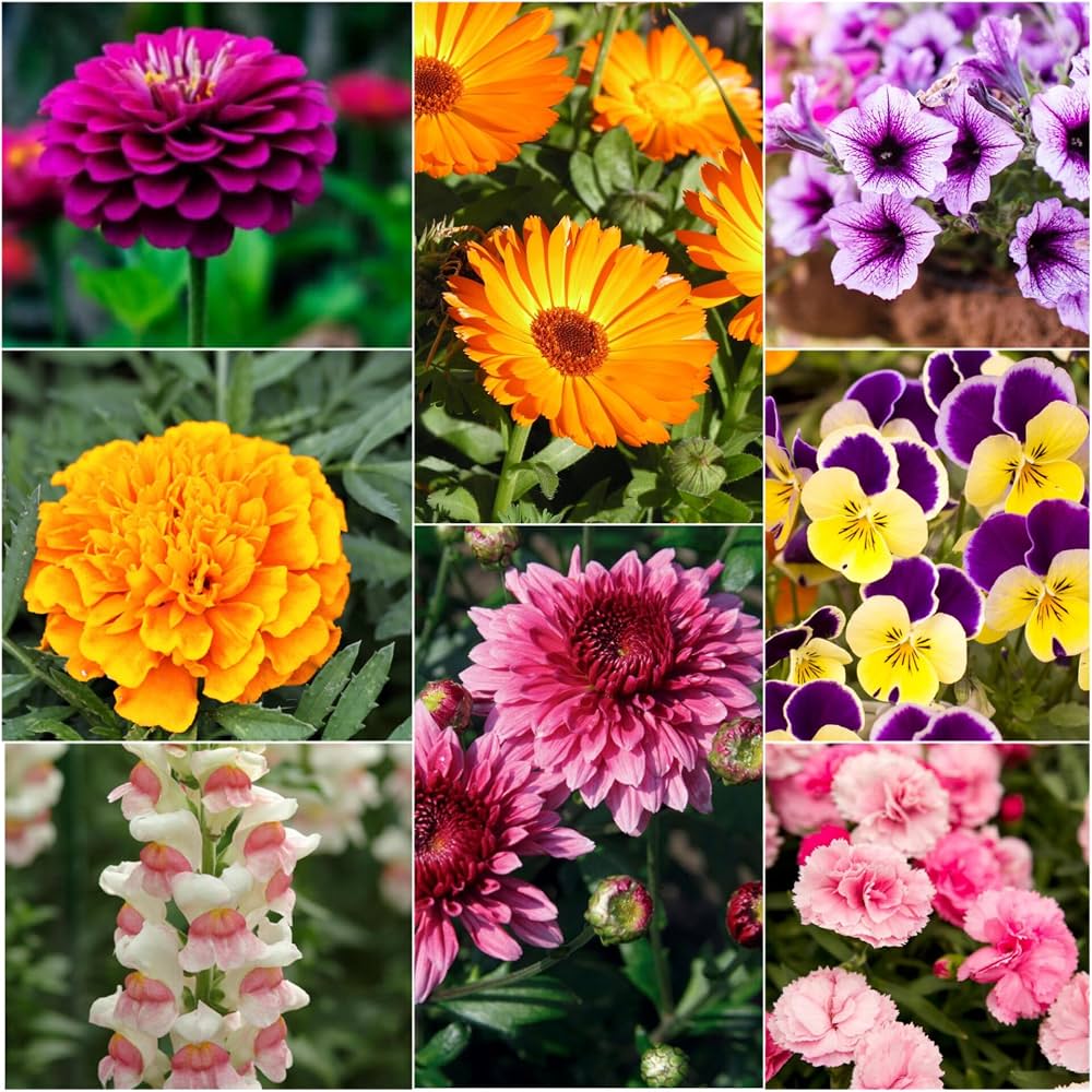 All-in-One Flower Seed Mix for Garden Beds, Borders, Containers & Outdoor Landscapes