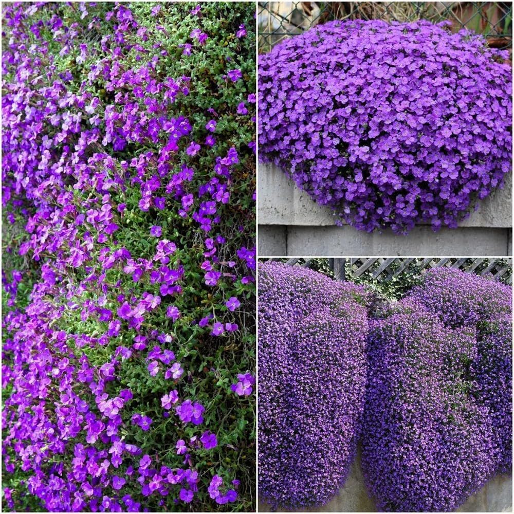 Purple Rock Cress Flower seeds for Planting - Drought Tolerant, Heirloom & GMO Free Seeds for Home Garden