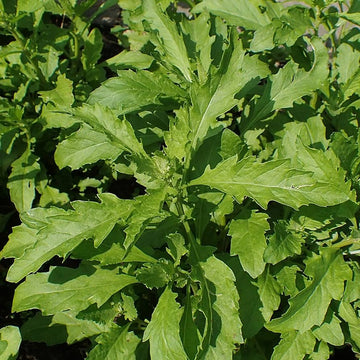 Epazote Dysphania Ambrosioides Seeds – Heirloom Non-GMO Herb for Easy Home Garden Planting