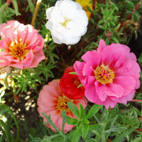 Portulaca Grandiflora Flower seeds for Planting Seasonal Bloomer Heirloom & GMO Free Seeds for Home Garden 
 
 Sale