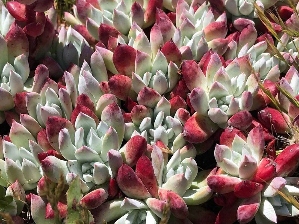 Dudleya Flower seeds for Planting - Low Maintenance, Heirloom & GMO Free Seeds for Home Garden
 
 Sale seeds for home garden
