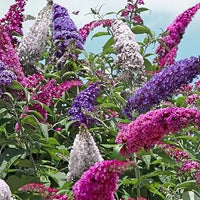 Colorful Buddleia flowering shrub growing in an outdoor landscape.
