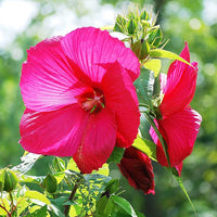 Giant Hibiscus Flower Seeds for Planting – Heirloom Tropical Garden Flower Seeds