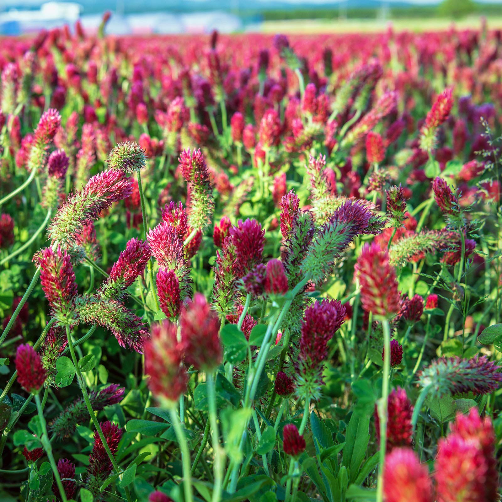 Organic Crimson Clover Seeds for Cover Crops, Garden Beds, Ground Cover & Outdoor Growing