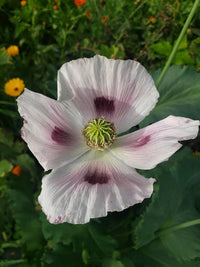 Heirloom ornamental poppy plants adding vibrant color to a cottage-style garden.