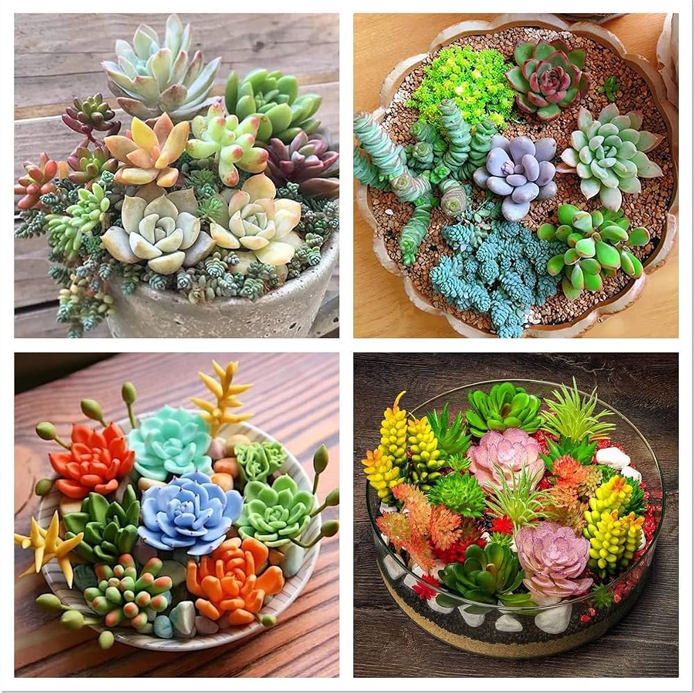 Mixed Color Succulent Seeds for Planting – Colorful Garden and Home Bonsai Plant Seeds