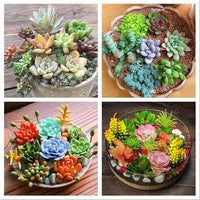 Mixed Color Succulent Seeds for Planting – Colorful Garden and Home Bonsai Plant Seeds