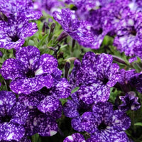 Night Sky Petunia Seeds for Planting – Unique Purple Starry Garden Flower Seeds