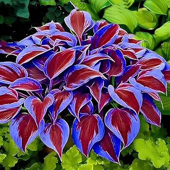 Variegated Hosta leaves with colorful garden foliage