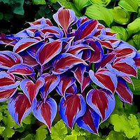 Variegated Hosta leaves with colorful garden foliage