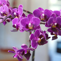 Lavender Phalaenopsis Orchid Flower seeds for Planting - Easy to Grow, Heirloom & GMO Free Seeds for Home Garden
