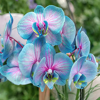 Rainbow Phalaenopsis Orchid Flower seeds for Planting - Perfect for Borders, Heirloom & GMO Free Seeds for Home Garden