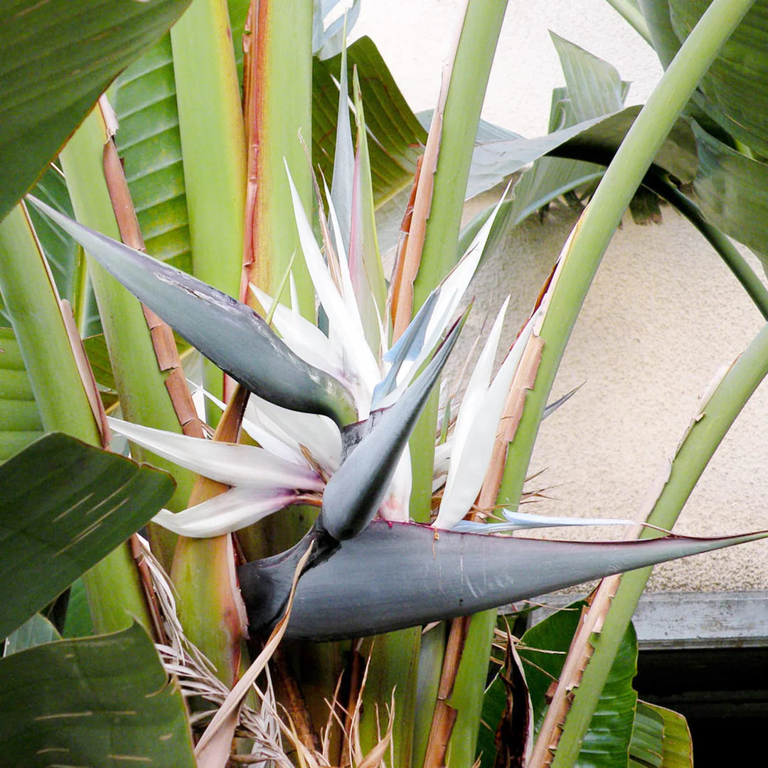 White Strelitzia Reginae House Flower seeds for Planting - Fragrant Blossoms, Heirloom & GMO Free Seeds for Home Garden