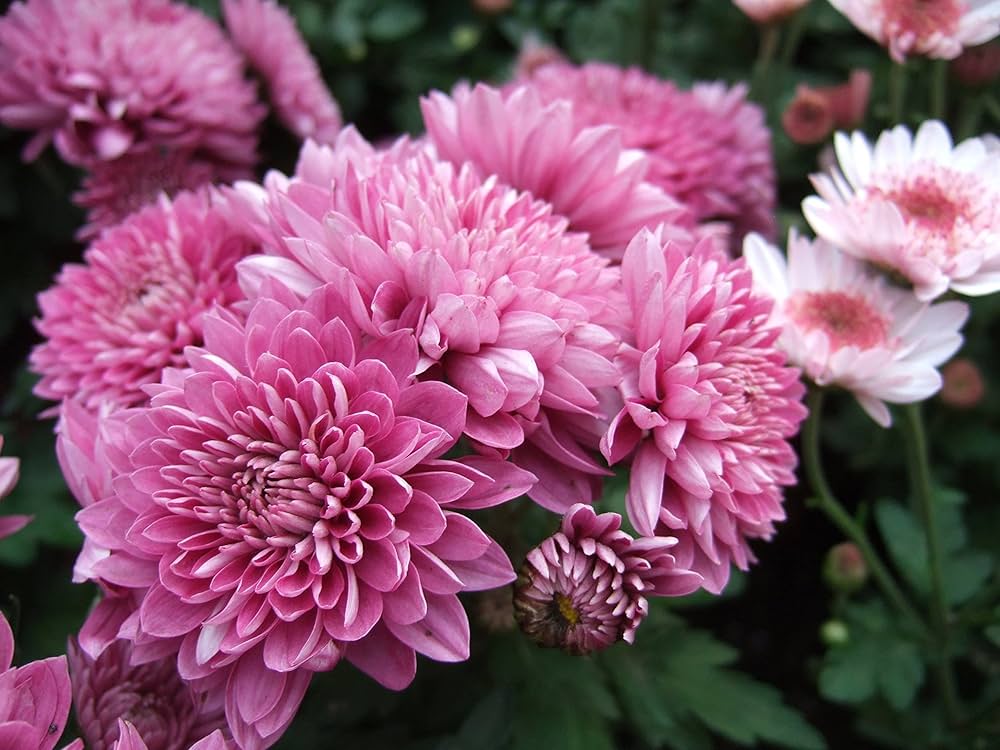 Light Pink Green Chrysanthemum Flower seeds for Planting - Wildflower Mix, Heirloom & GMO Free Seeds for Home Garden