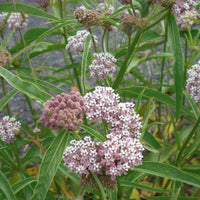 Narrow Leaf Milkweed Asclepias fascicularis Plant Seeds for Planting in Butterfly Garden