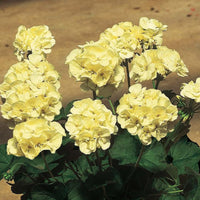 Pelargonium Geranium flowering plant featuring bright yellow rosebud blooms for decorative garden displays.
