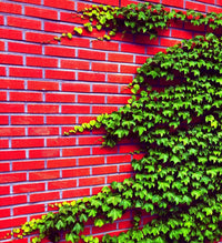 Ivy Hedera helix for planting in garden