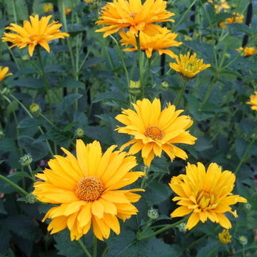 Heliopsis SunFlower seeds for Planting Colorful Display Heirloom & GMO Free Seeds for Home Garden